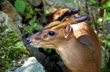 Portrait of muntjak deer