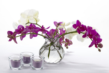 Strauß aus weißen und lilafarbenen Orchideen