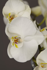 Weiße Orchidee - Close Up
