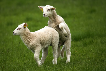 Copulating sheep