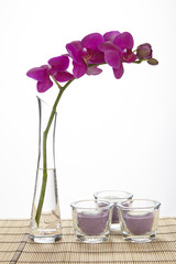 Lilafarbene Orchidee in Glasvase