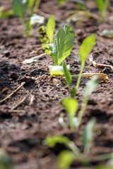 Seedling of Brassica.