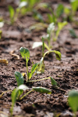 Seedling of Brassica.
