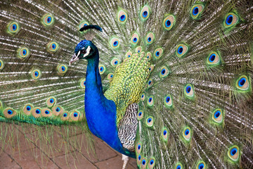 peacock