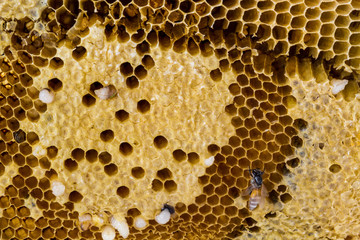 Closeup honeycomb.
