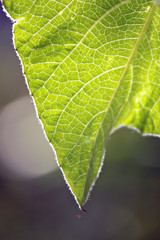 bottle gourd leaf.