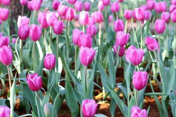 coloured tulip on nature background