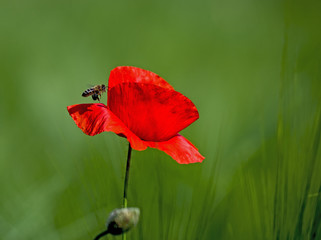 Red corn poppy and a bee