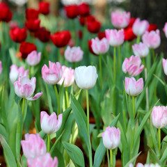 coloured tulip on nature background