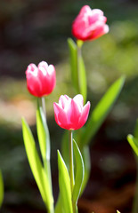 coloured tulip on nature background