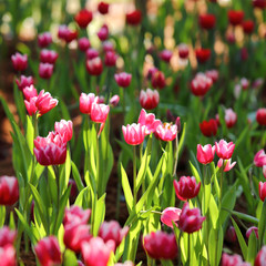 coloured tulip on nature background