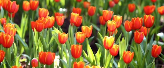 coloured tulip on nature background