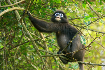 Spectacled langur sitting in a tree, Ang Thong National Marine P