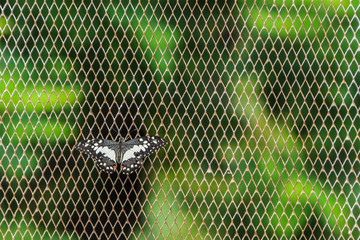 Butterfly on Netted Background