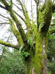 Fototapeta premium Big-leafed Maple in the Winter