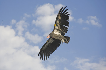 american condor