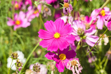 Pink cosmos flower close up