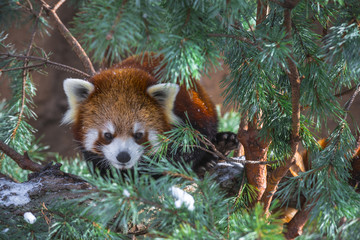 Red Panda in the pine trees