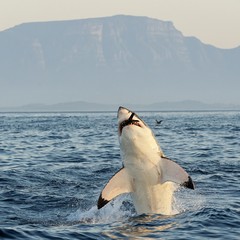 Naklejka premium Great White Shark breaching