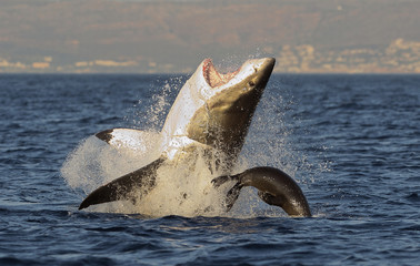 Fototapeta premium Wielkie przełamanie białego rekina