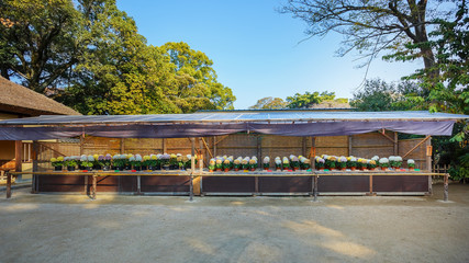 Fototapeta premium Chrysanthemum festival at Korakuen in Okayama