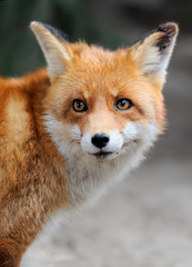 Fox