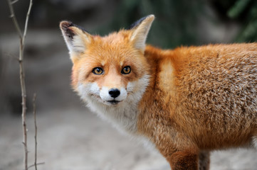 Fox