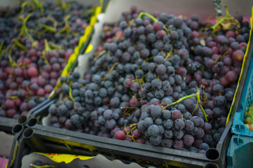 Bunch of red grapes in supermarket