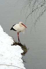 Stork