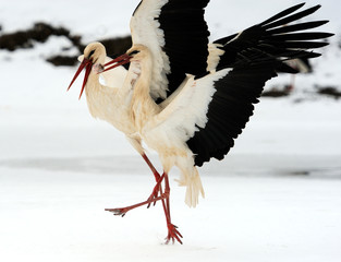 Stork