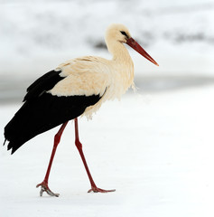 Stork