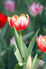 Naklejka premium Orange Tulips and red color.