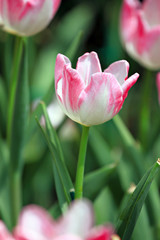 White Tulips and soft pink.