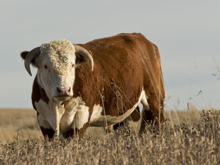 Hereford Bull
