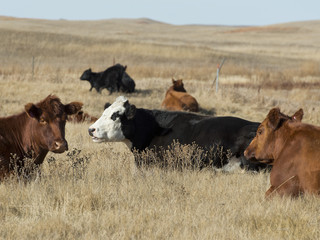 Resting Beef Cattle