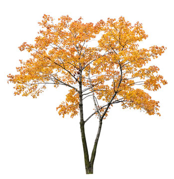 bright orange isolated maple tree