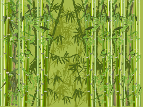 lush green color bamboo forest