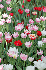 Fototapeta premium Tulip in the garden.