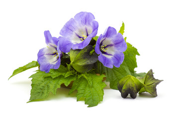 Naklejka premium bellflowers on white background