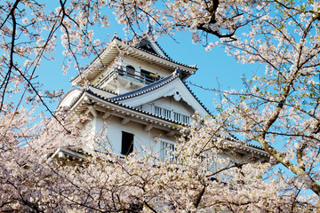 sakura flower for adv or others purpose use