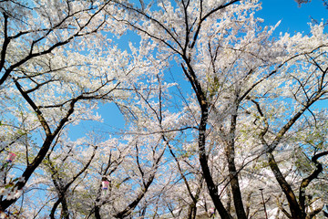 Fototapeta na wymiar sakura flower for adv or others purpose use