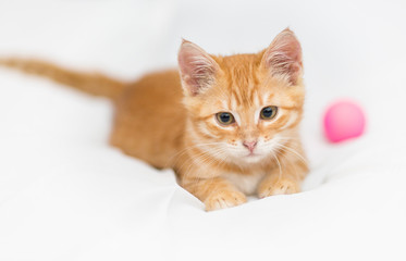 Orange kitten and toy