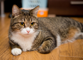 Grey cat  lying on the floor