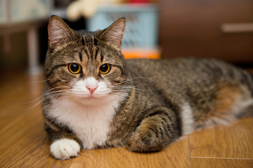 Grey cat  lying on the floor