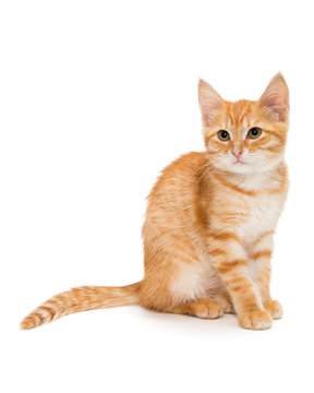 Orange Tabby Kitten