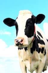 Frisian cow