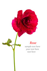 red rose isolated on white background (with sample text)