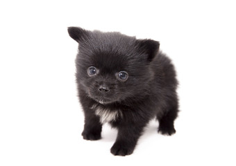 German Spitz puppy on a white background small.