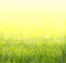 Plakat Spring green, yellow, sunny background