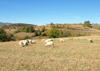 Fototapeta premium Sheep